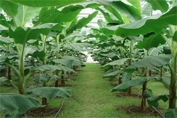 香蕉生長環境和條件