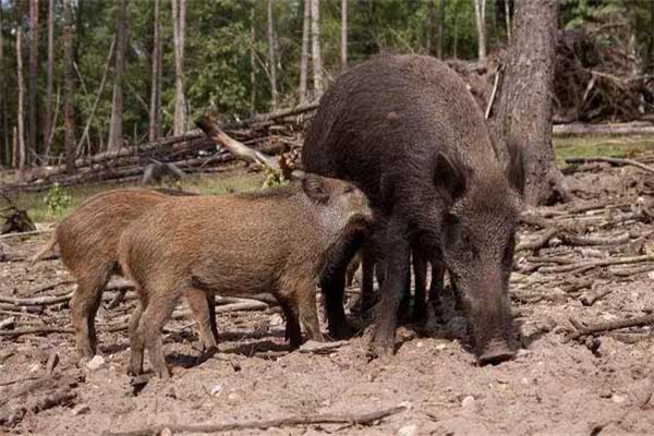 野豬是保護動物嗎