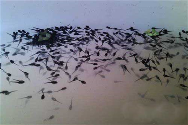 黑魚魚卵孵化