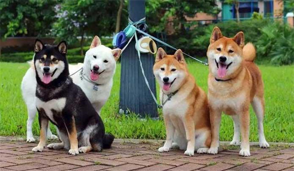 日本柴犬多少錢一只