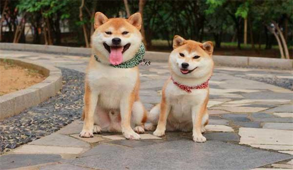 日本柴犬有哪些優點和特點