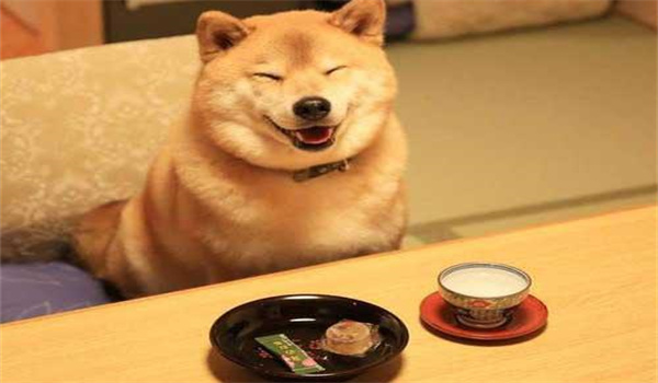 日本柴犬怎么養