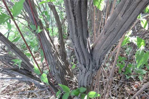 六道木有哪些生態習性如何栽培管理
