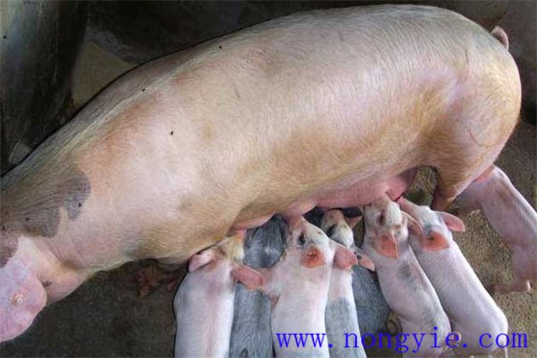 如何預防母豬咬剛出生的仔豬