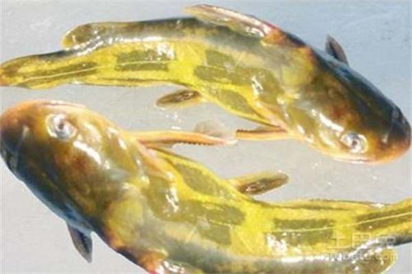 黃顙魚親魚的來源