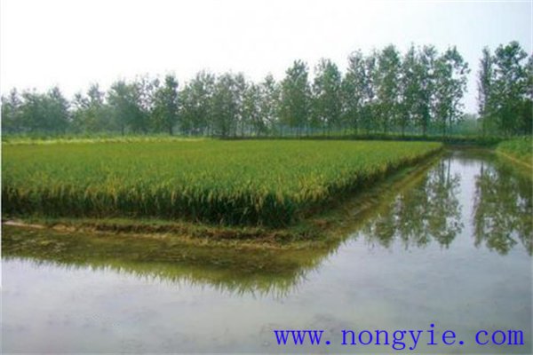 稻田養殖黃顙魚的方法與步驟