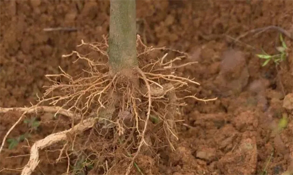 石榴的根系生長特點