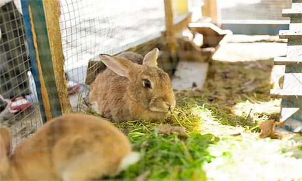 兔子喂草