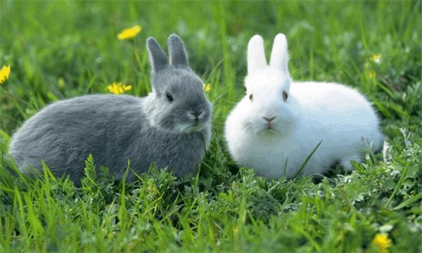 家兔的習性是什么