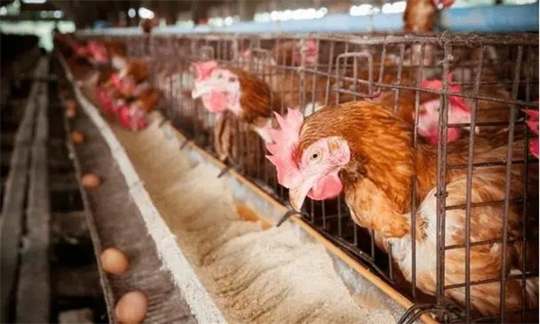 商品產蛋雞的分段飼養