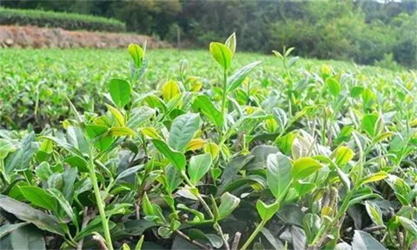 如何預防茶樹旱害的發生