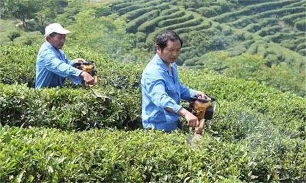 如何對壯年期茶樹進行修剪