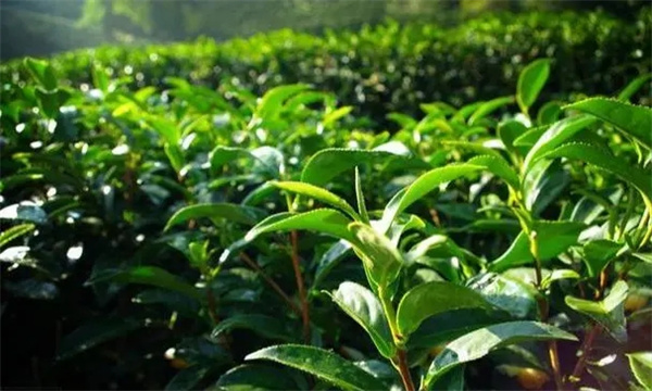 優質高產型茶樹樹冠的外在表現