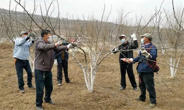 花椒樹冬季修剪技術