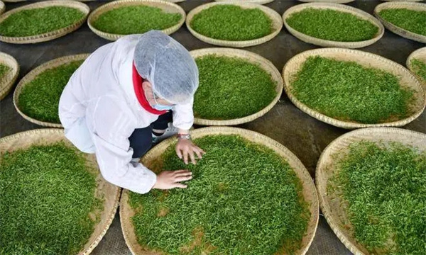 扁形名優綠茶手工制作的具體方法