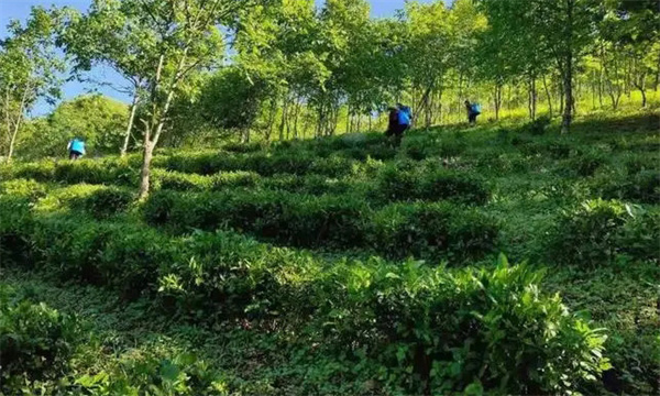 種植茶園防護林和遮陰樹