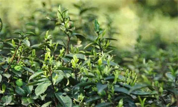 茶樹越冬休眠期病蟲害