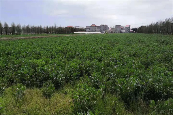 種綠肥蠶豆需要施肥嗎