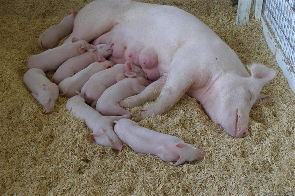 母豬品種與產仔數的關系