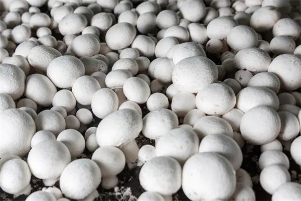 為什么平菇會成球狀生長