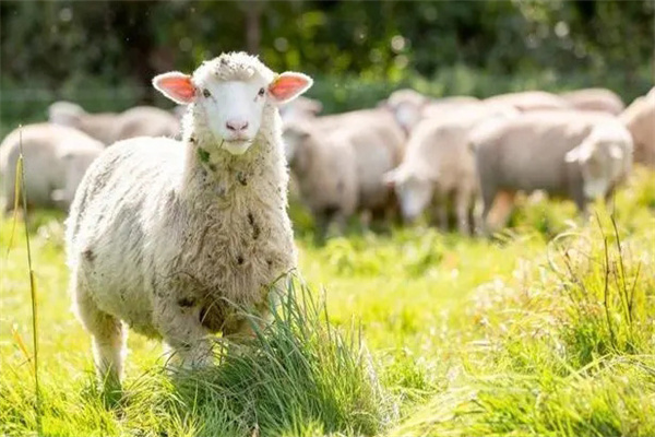 羊的飼養要注意哪方面