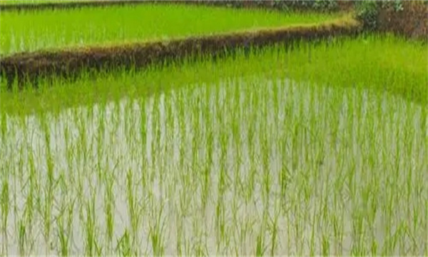 梅雨對剛播種的水稻有什么影響