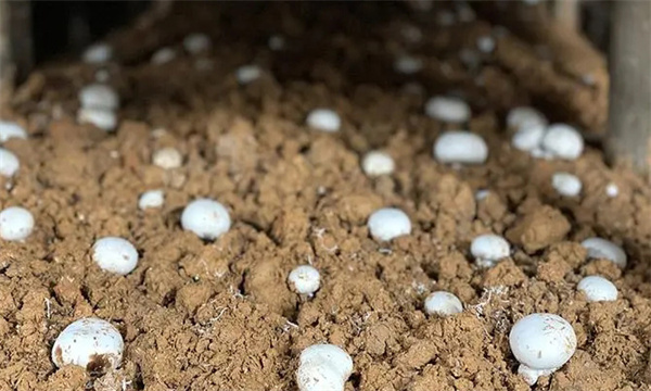 如何制作雙孢蘑菇的麥粒菌種