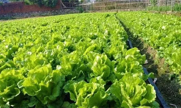 如何根據蔬菜類型合理施肥