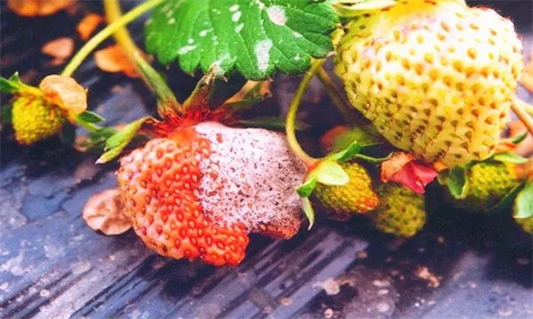 草莓疫霉果腐病的發病規律