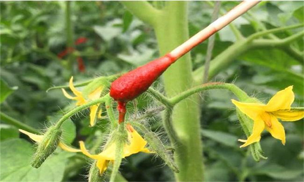 如何預防番茄畸形花