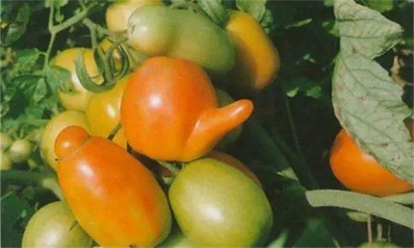 如何預防番茄畸形果