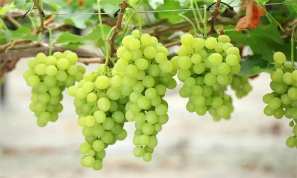 為什么葡萄可以一年多熟