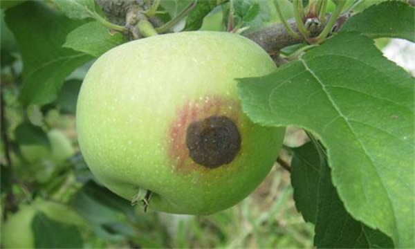 怎樣防治蘋果炭疽病
