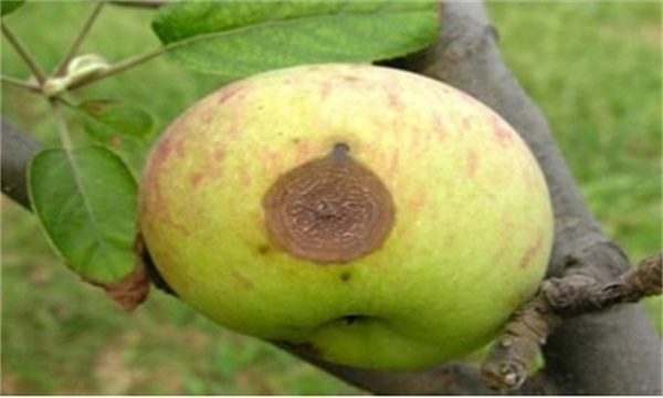 蘋果炭疽病的癥狀表現