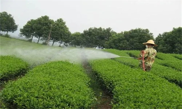 茶樹病蟲害綠色防控