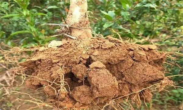 石榴根系生長發育特性