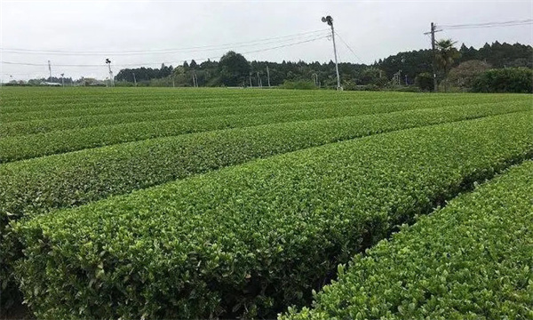 歐盟及日本等國家在茶樹上禁止使用的農藥