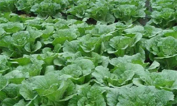 氮磷鉀等營養元素對大白菜增產有哪些作用