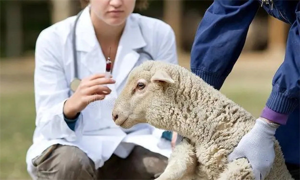 養羊需要打哪些疫苗
