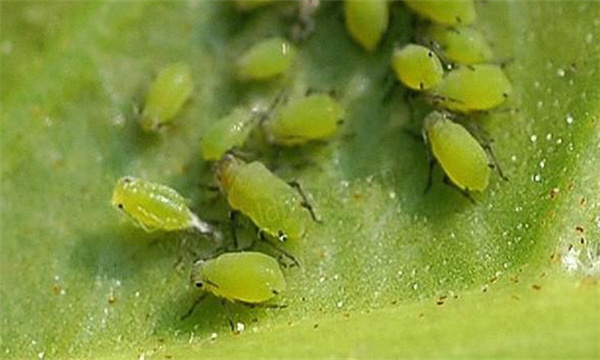 木瓜蚜蟲