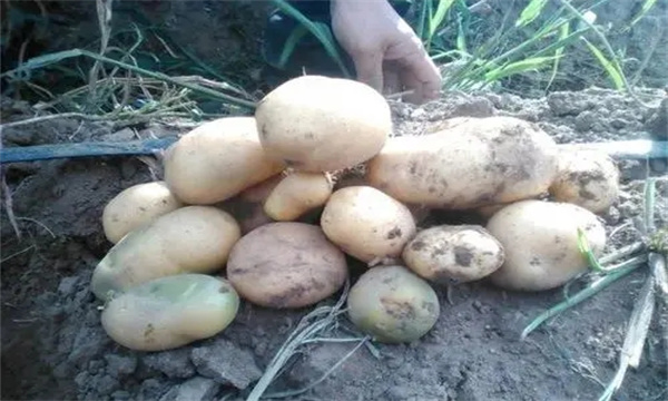 馬鈴薯脫毒種薯的獲得過程