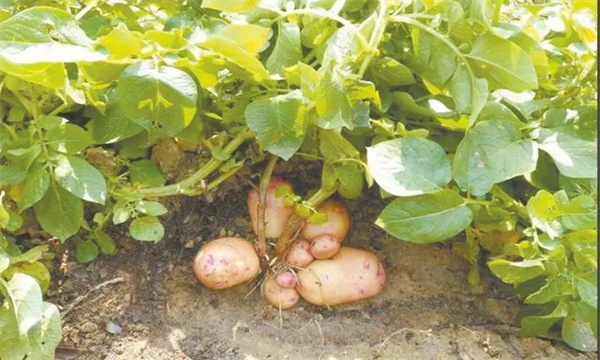 目前馬鈴薯施肥存在哪些問題