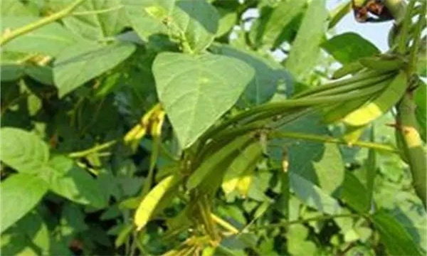 防止大豆秕粒產生的技術措施
