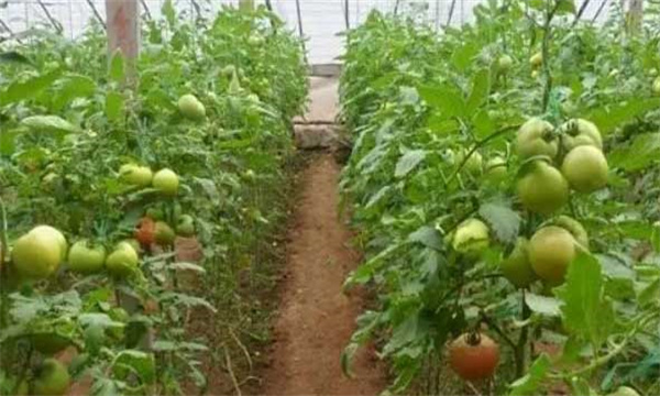 通過矮化番茄提高番茄產量