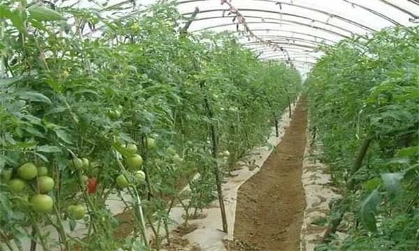 在番茄果實發育期增施鉀肥