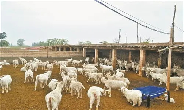 羊養殖場常用的設施設備