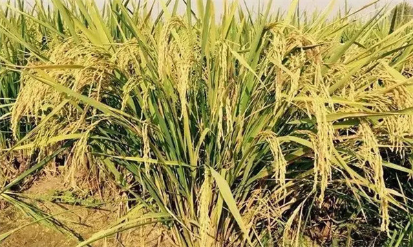 常規稻與無公害水稻在栽培有何不同