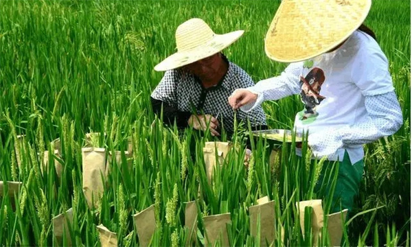 如何使雜交水稻制種的花期相遇