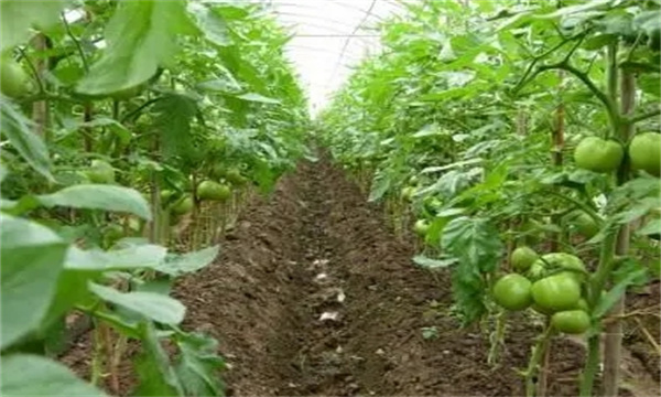 西紅柿高產怎樣施肥