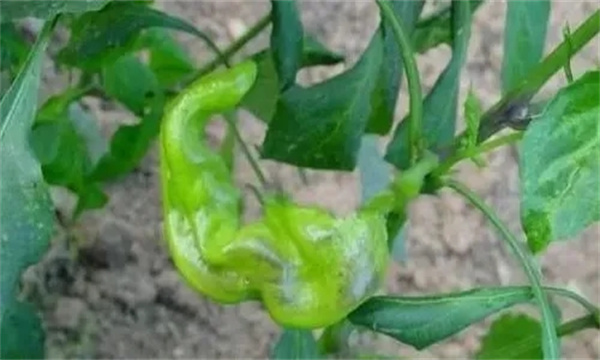 辣椒畸形果是怎樣造成的